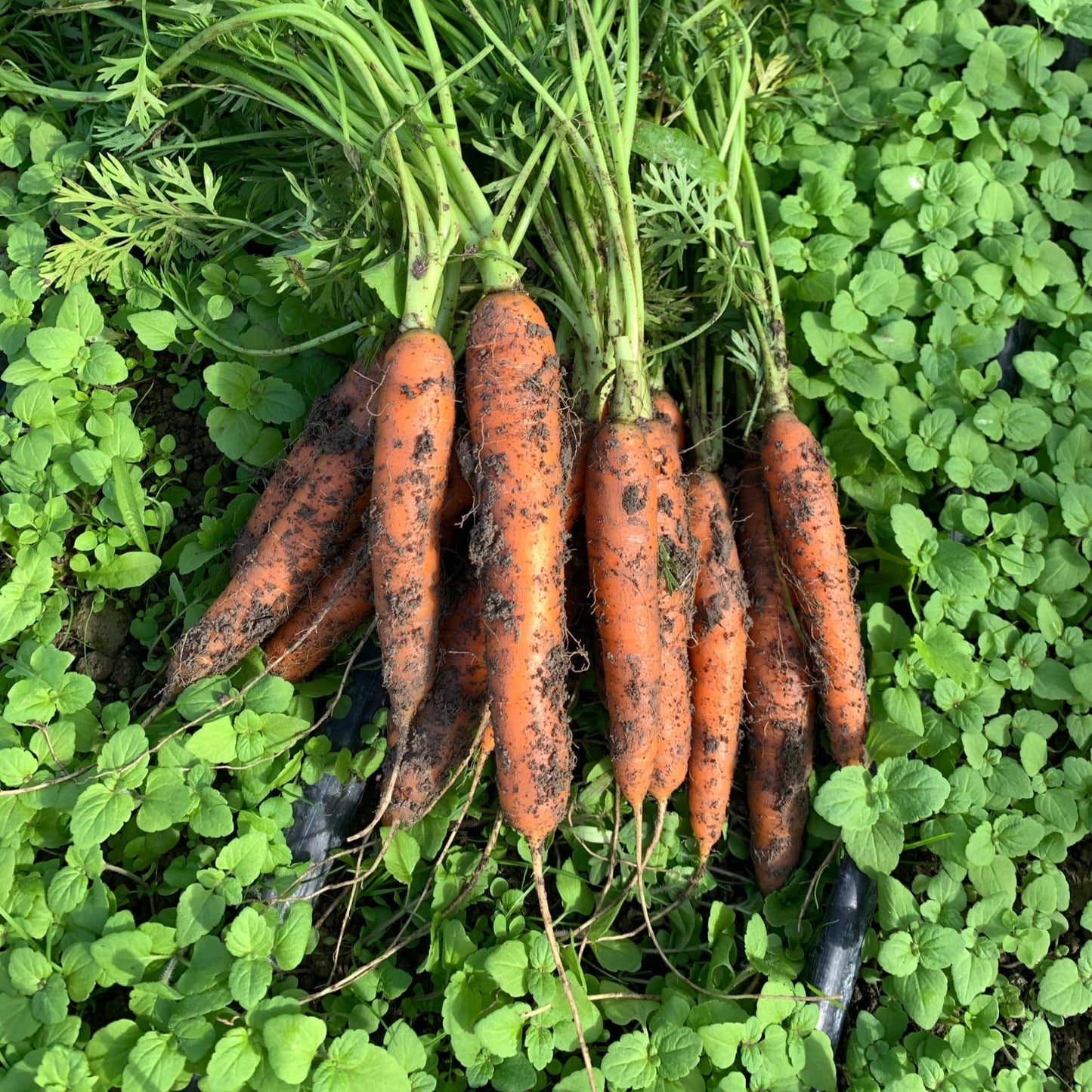 Tender Sweet Baby Carrots
