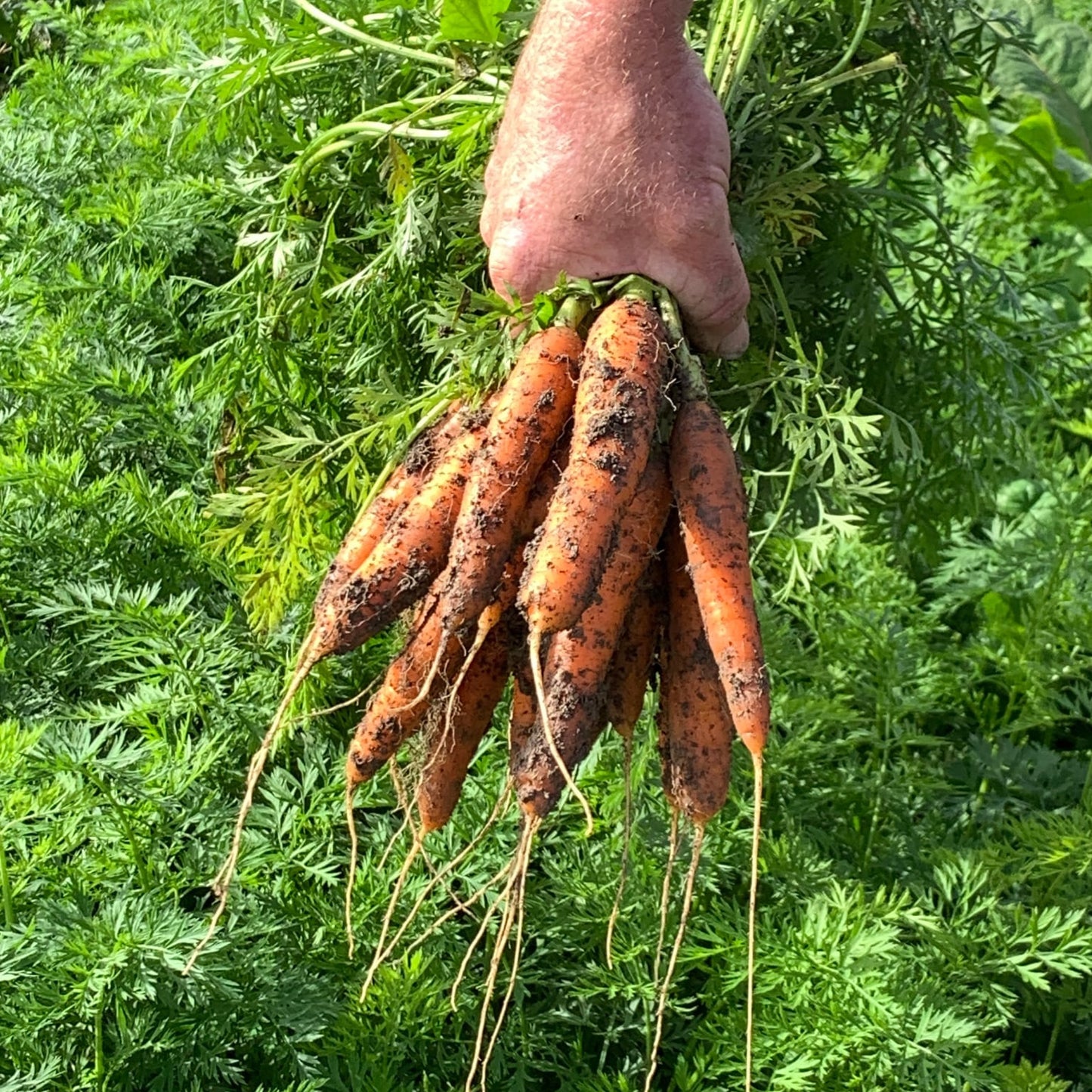 Tender Sweet Baby Carrots