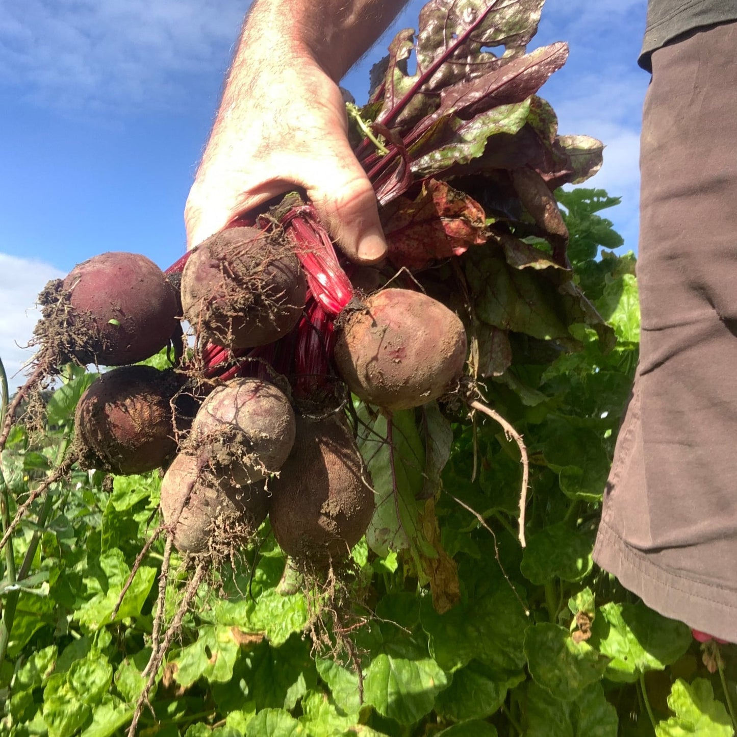 Baby Beetroot