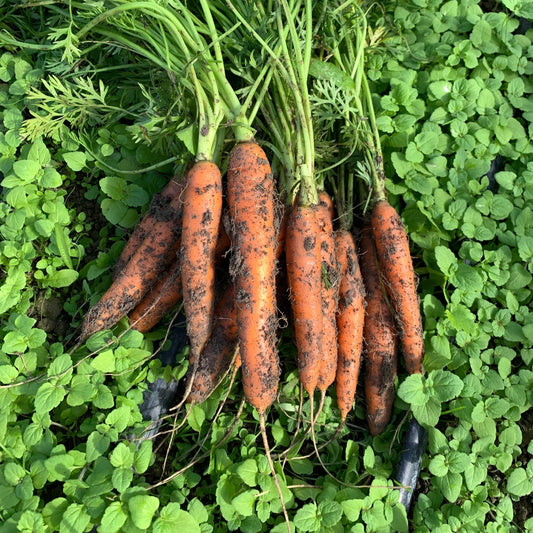 Tender Sweet Baby Carrots