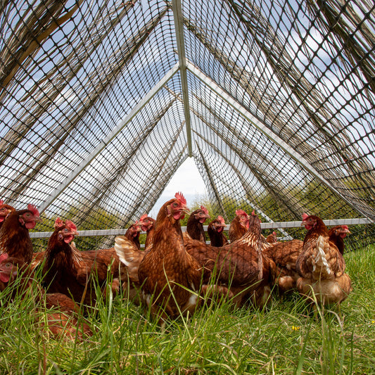 Olliff 农场 - 17 个月大的蛋鸡。